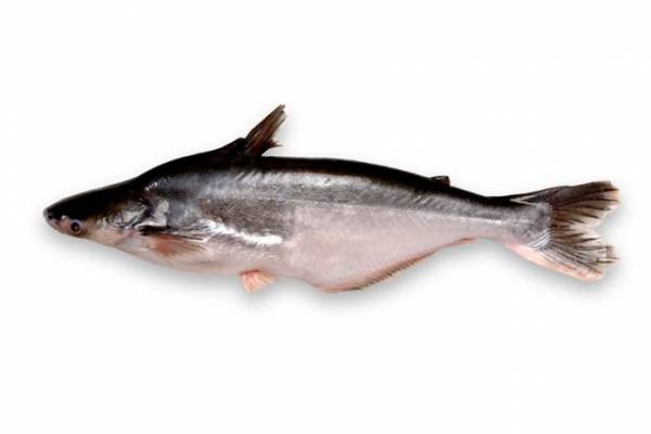 IKAN PATIN