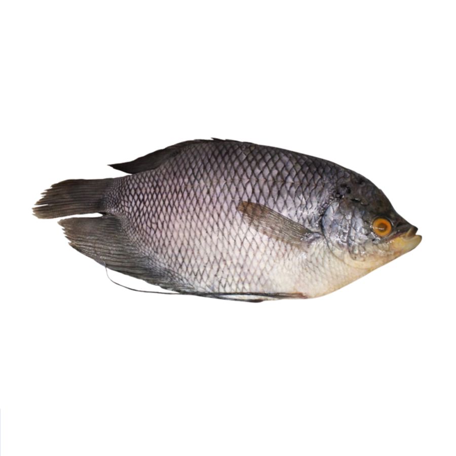 IKAN GURAME