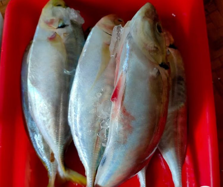 IKAN SARDEN