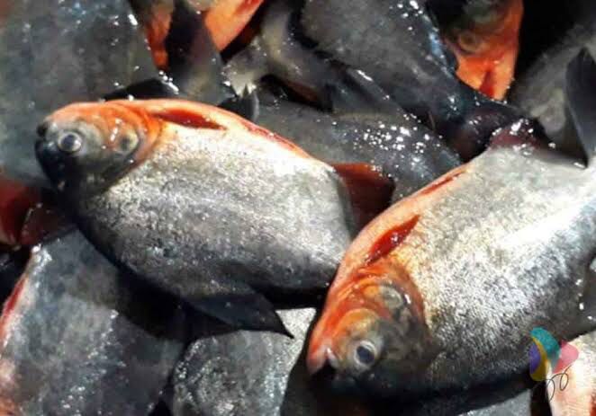 IKAN BAWAL