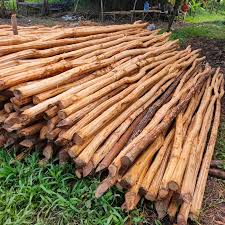 KAYU DOLKEN