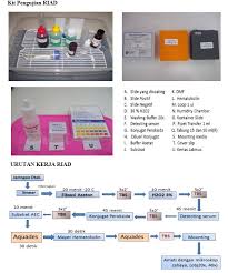 Konjugat Rabies