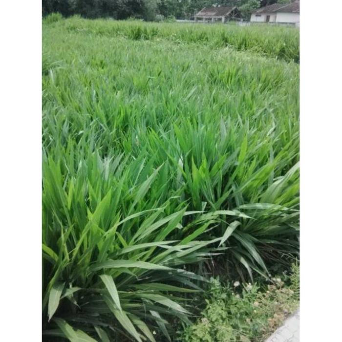 Rumput Odot