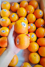 Buah Jeruk Manis Segar