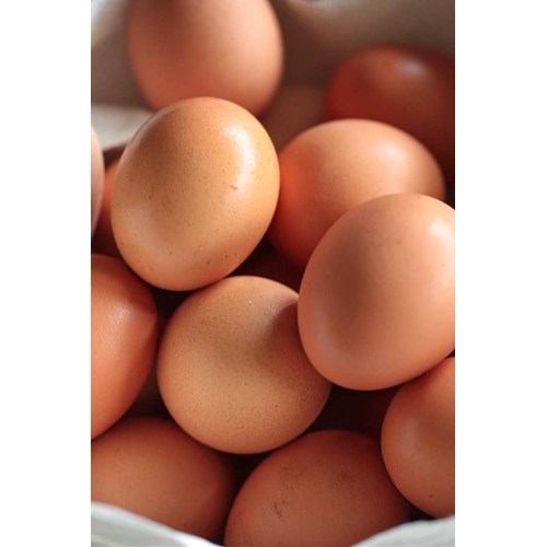 Telur Ayam Negeri