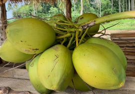 KELAPA MUDA