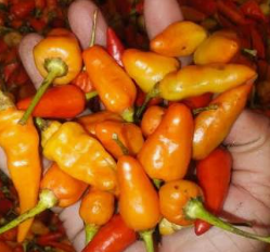 CABE JABLAY